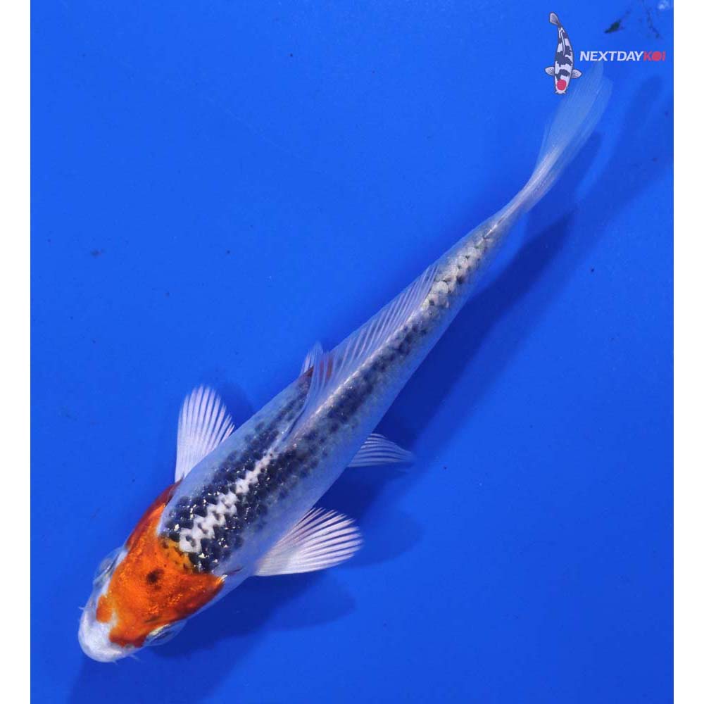 3.5” Imported Kujaku