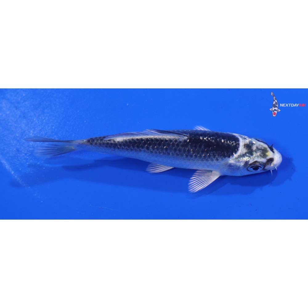 3.5” Imported Gin Matsuba