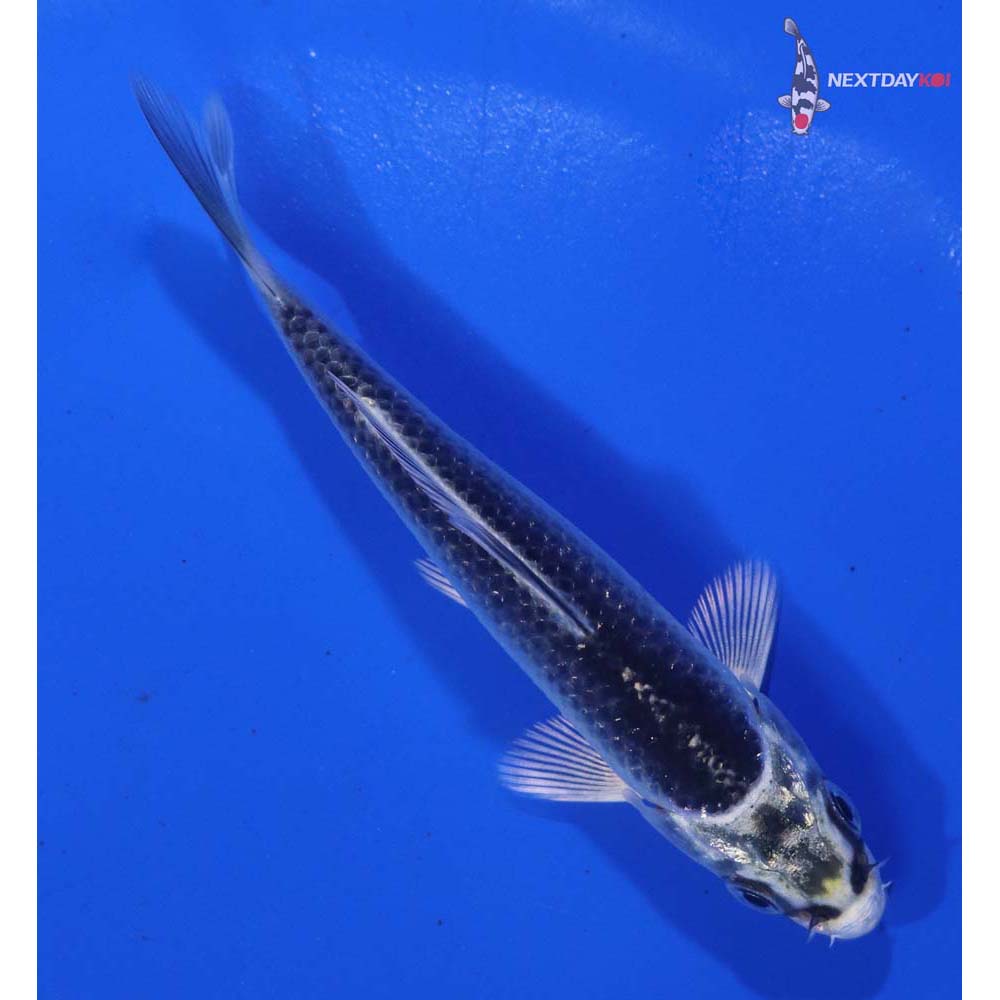 3.5” Imported Gin Matsuba