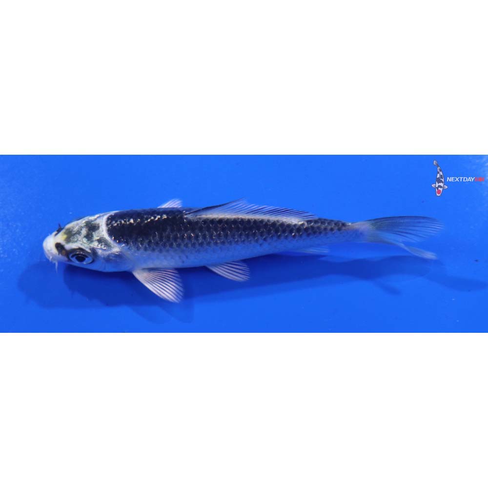 3.5” Imported Gin Matsuba