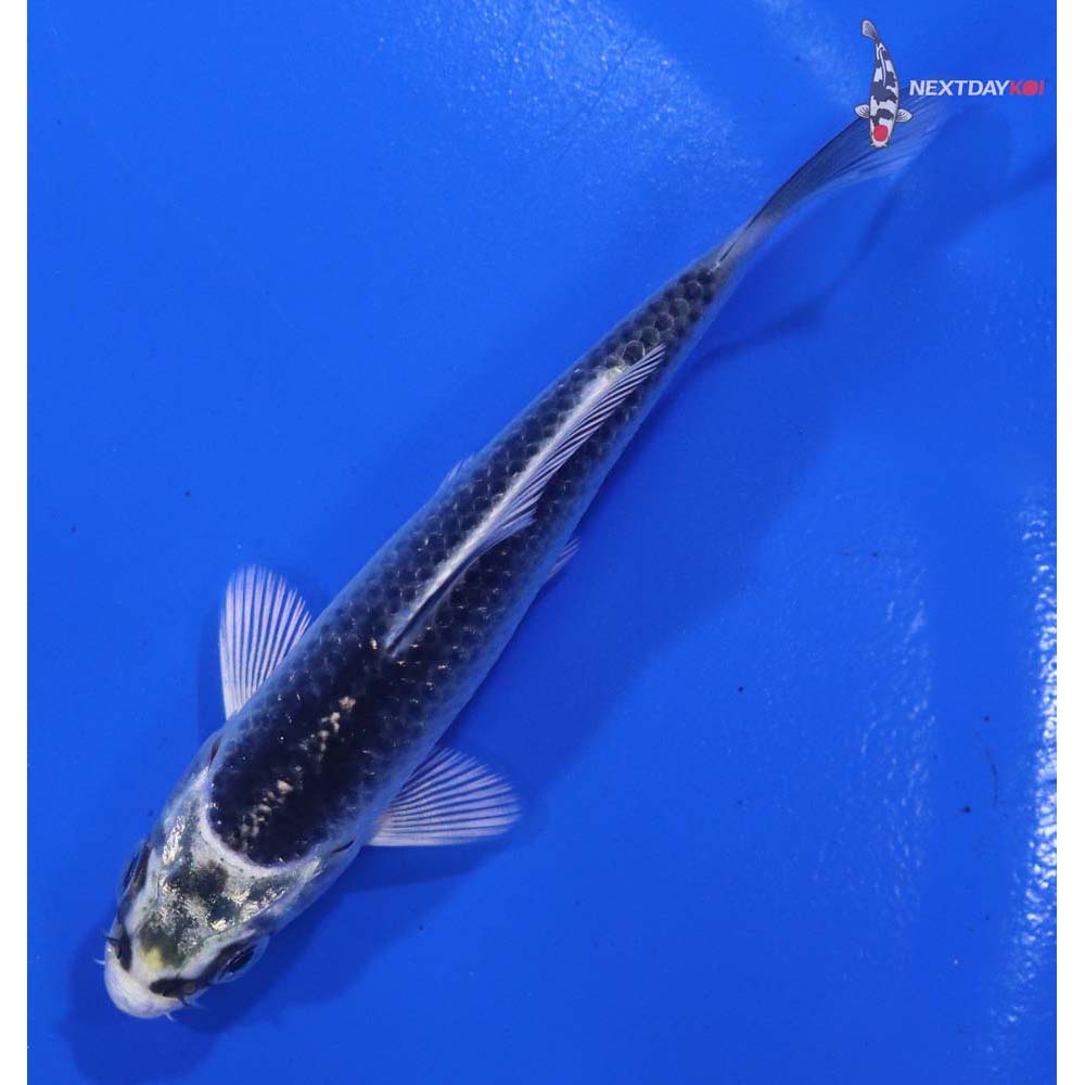 3.5” Imported Gin Matsuba