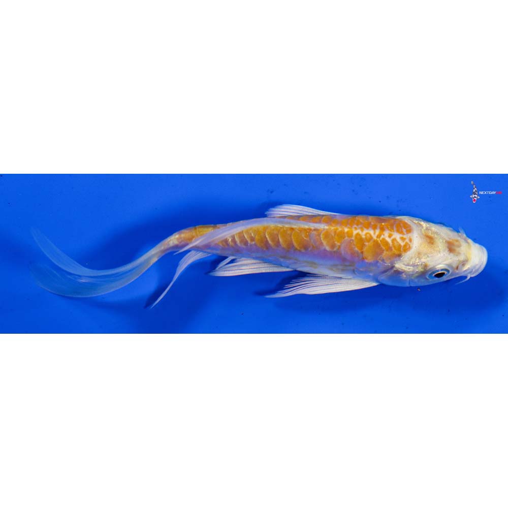 4” Imported Doitsu Lemon Hariwake Butterfly Koi