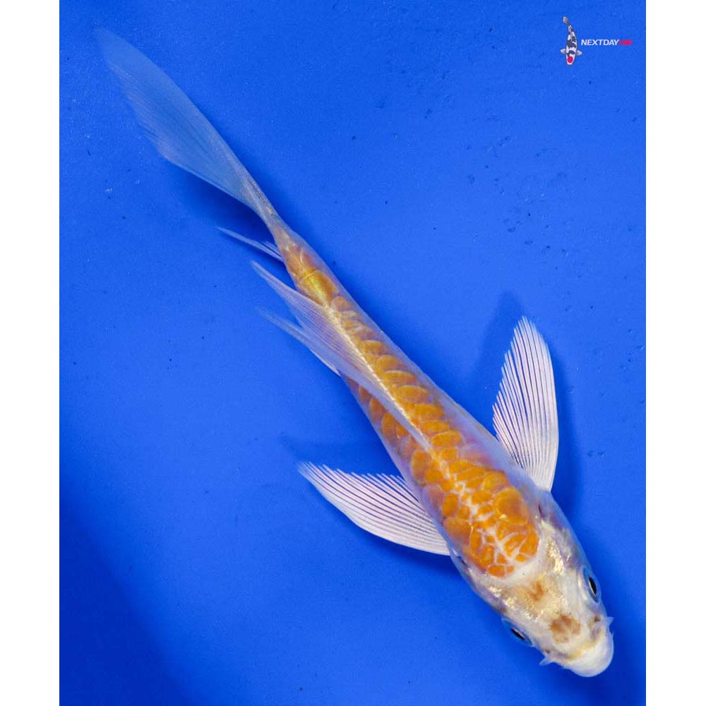 4” Imported Doitsu Lemon Hariwake Butterfly Koi