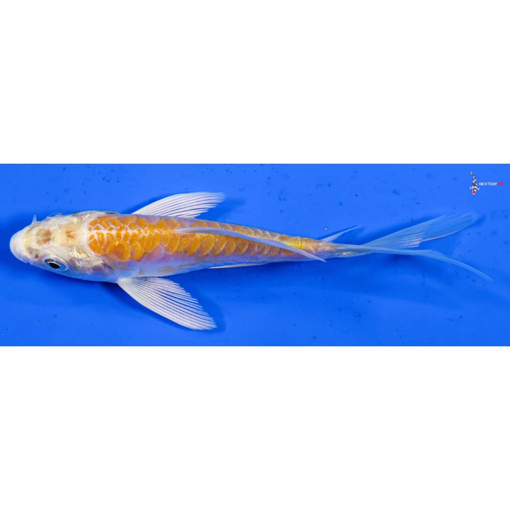 4” Imported Doitsu Lemon Hariwake Butterfly Koi