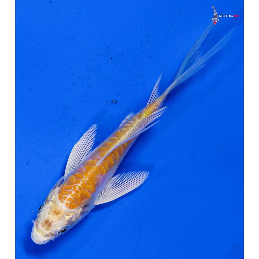 4” Imported Doitsu Lemon Hariwake Butterfly Koi