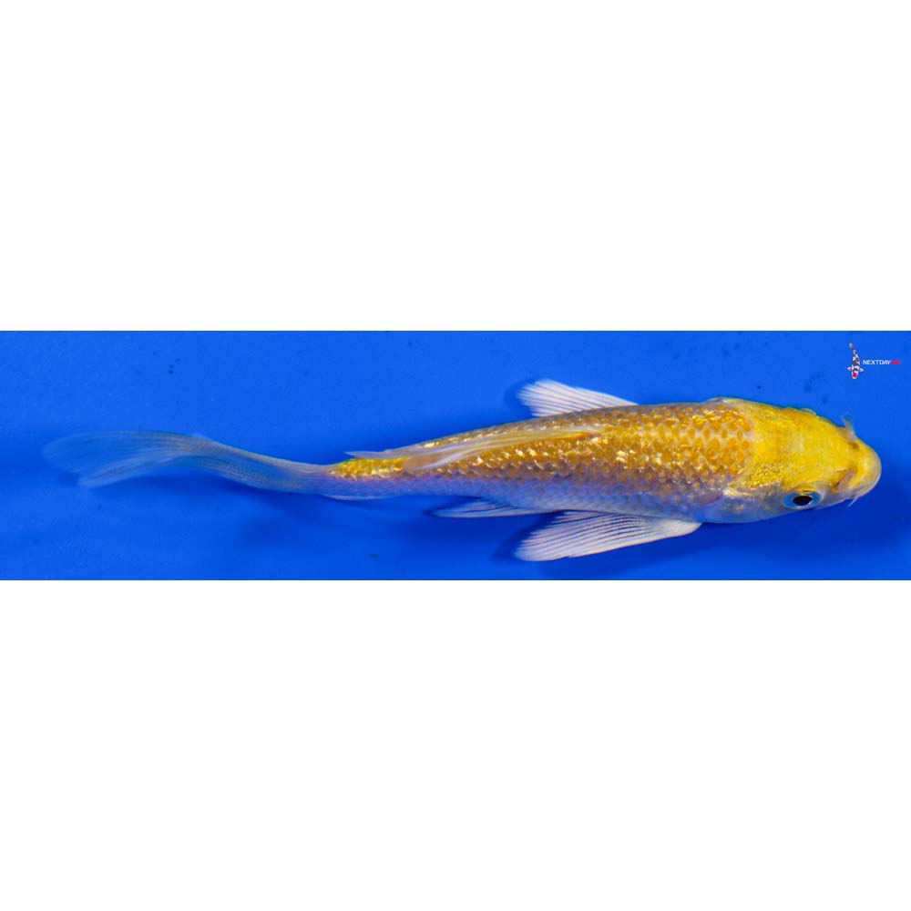 3.5” Imported Gin Rin Lemon Hariwake Butterfly Koi