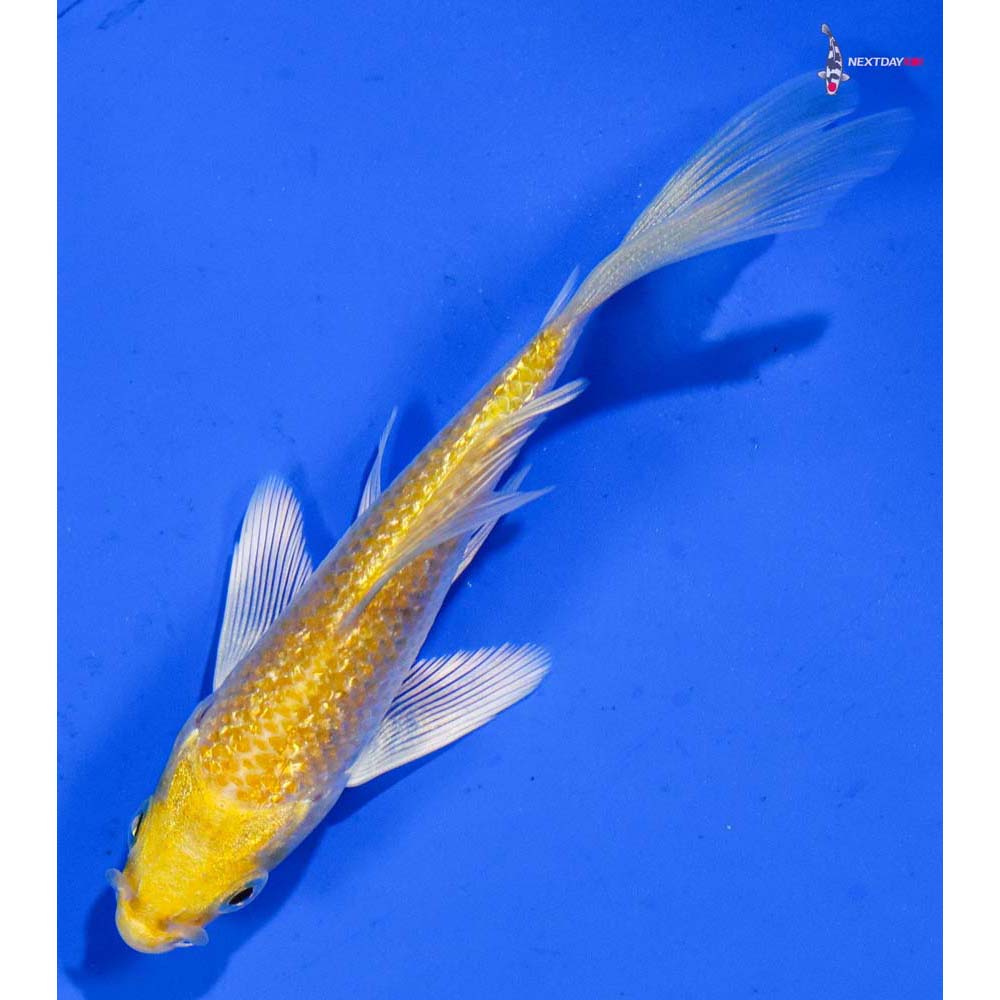 3.5” Imported Gin Rin Lemon Hariwake Butterfly Koi