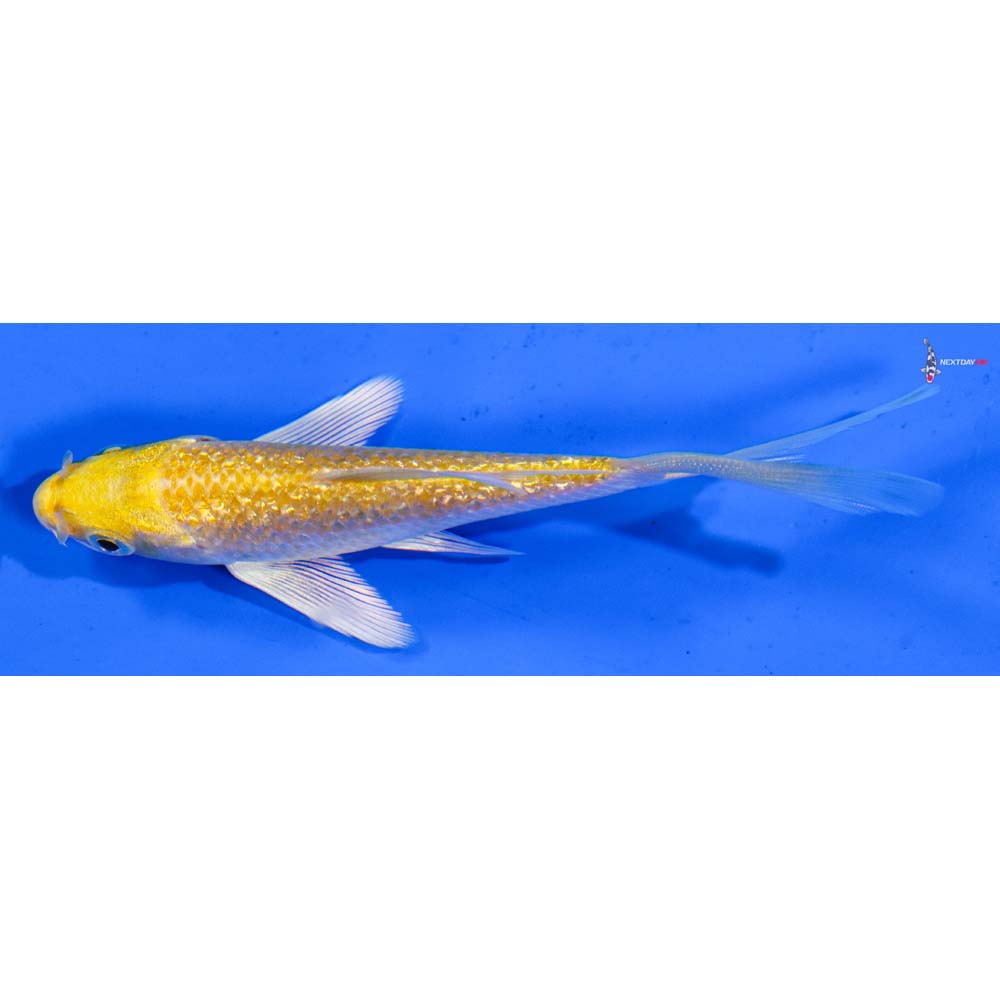 3.5” Imported Gin Rin Lemon Hariwake Butterfly Koi