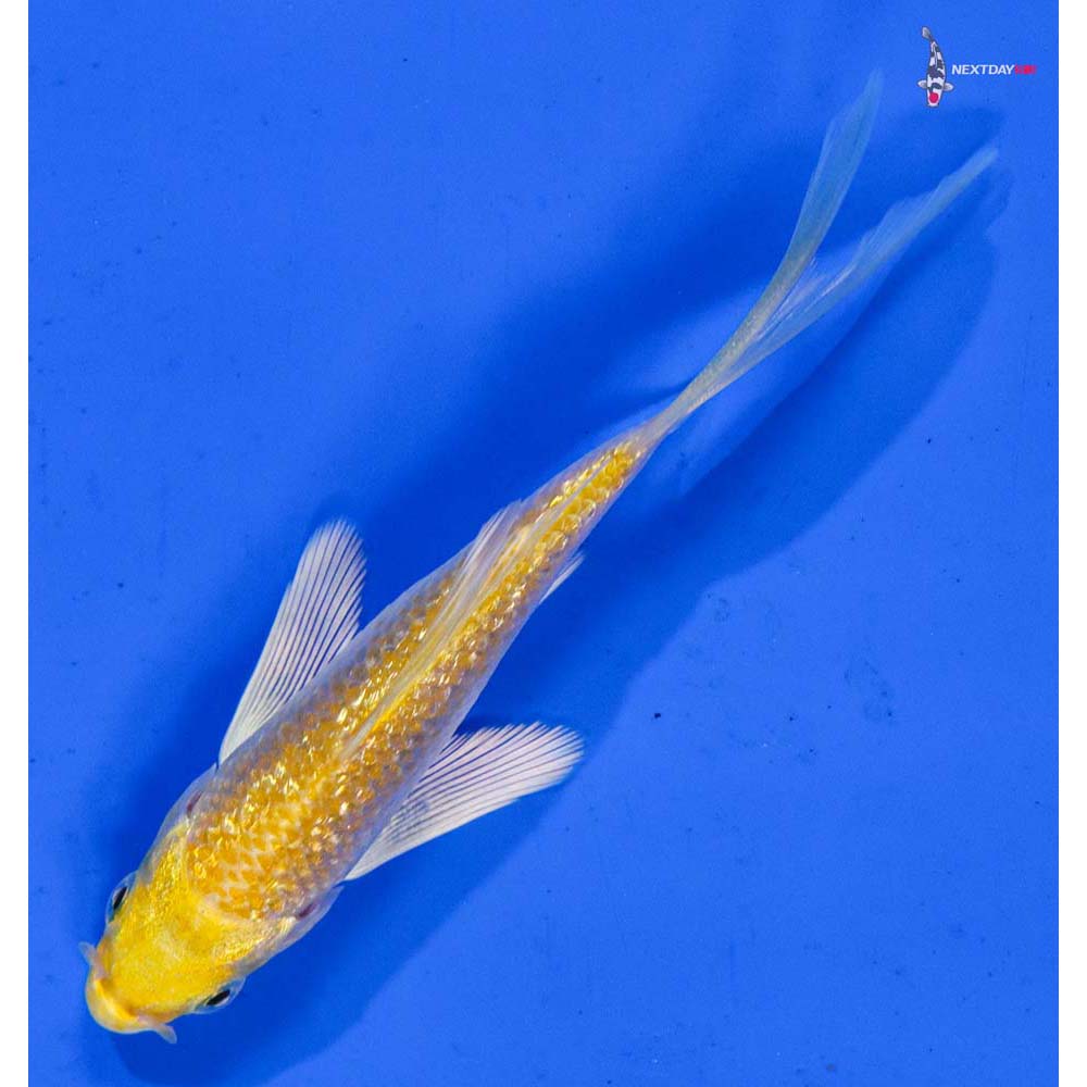 3.5” Imported Gin Rin Lemon Hariwake Butterfly Koi