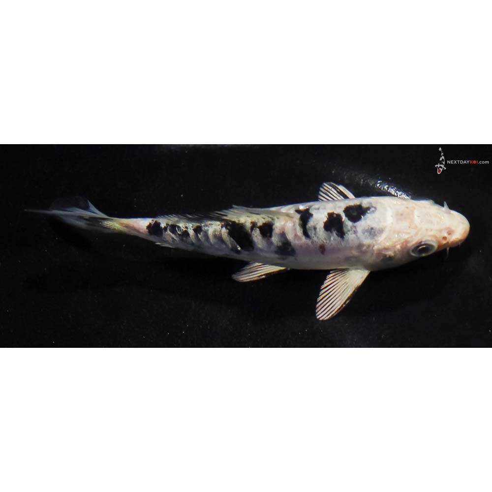 4.5” Imported Doitsu Gin Shiro Bekko