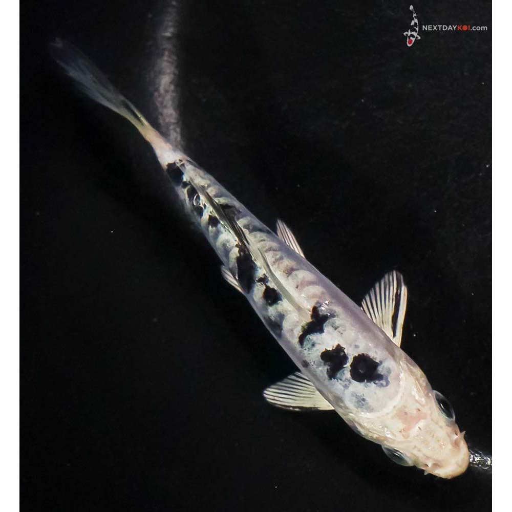 4.5” Imported Doitsu Gin Shiro Bekko