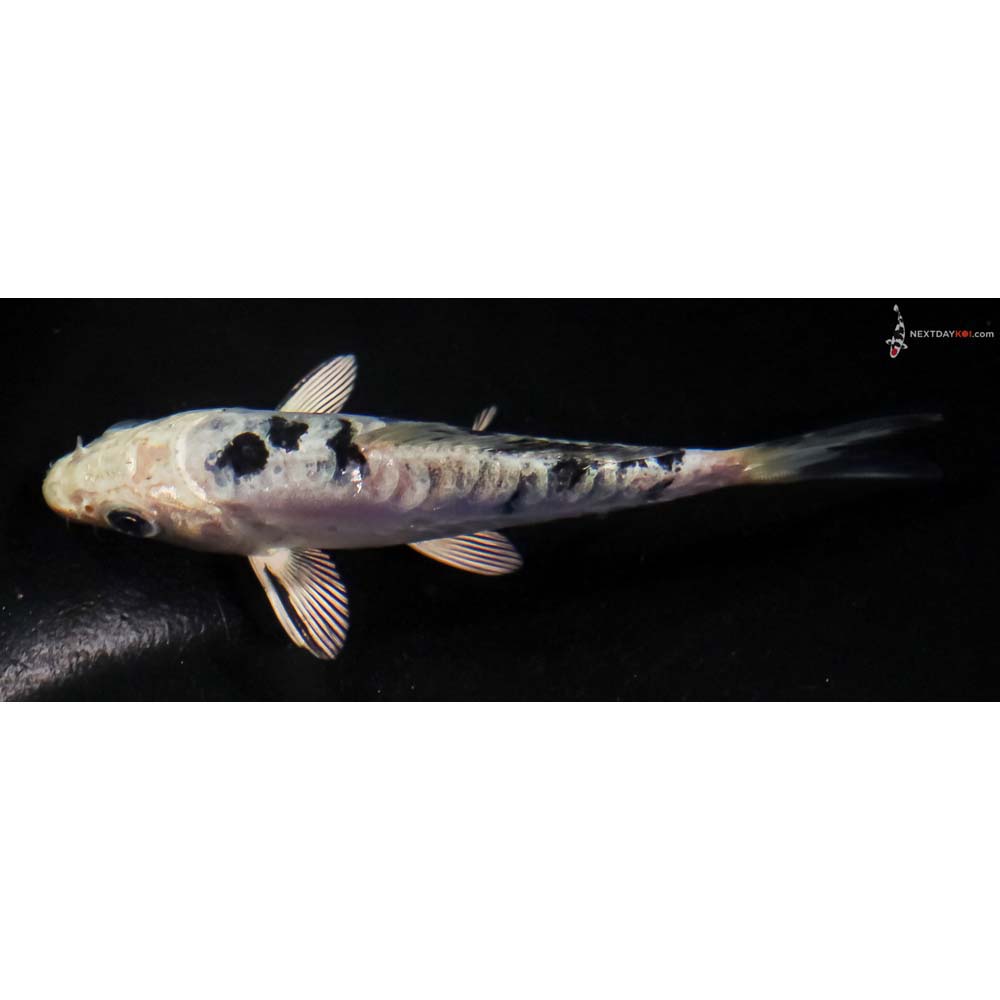 4.5” Imported Doitsu Gin Shiro Bekko
