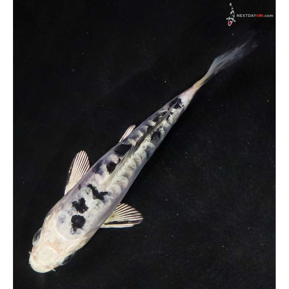 4.5” Imported Doitsu Gin Shiro Bekko