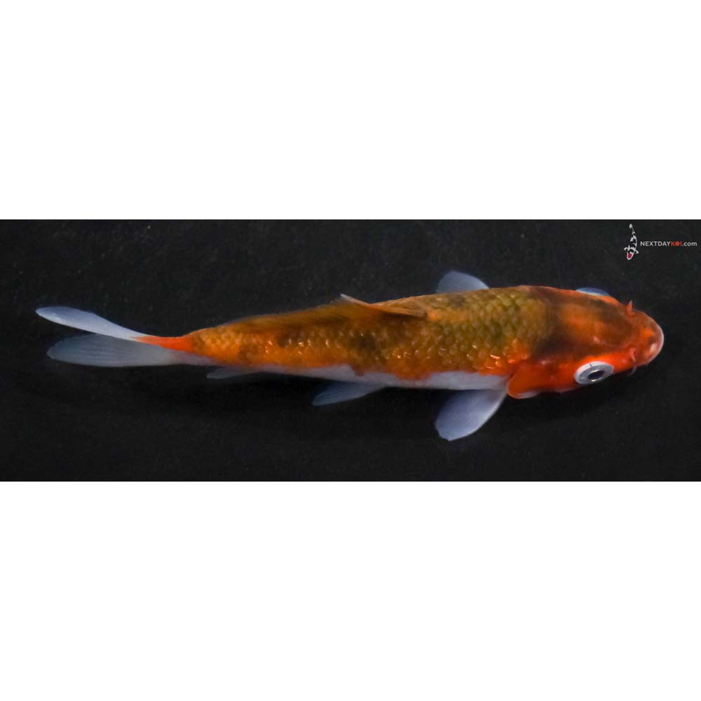 4.5” Imported Goromo