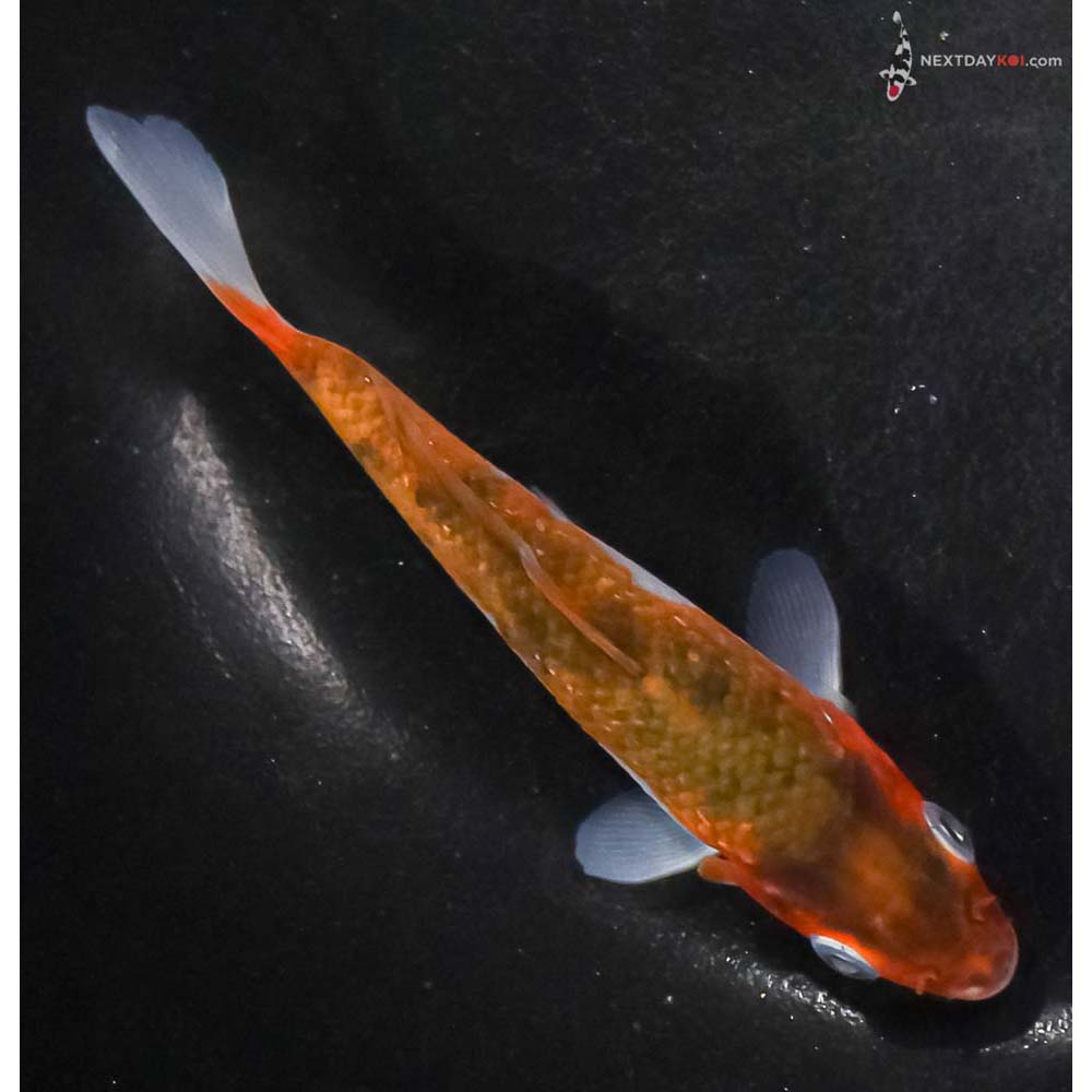 4.5” Imported Goromo