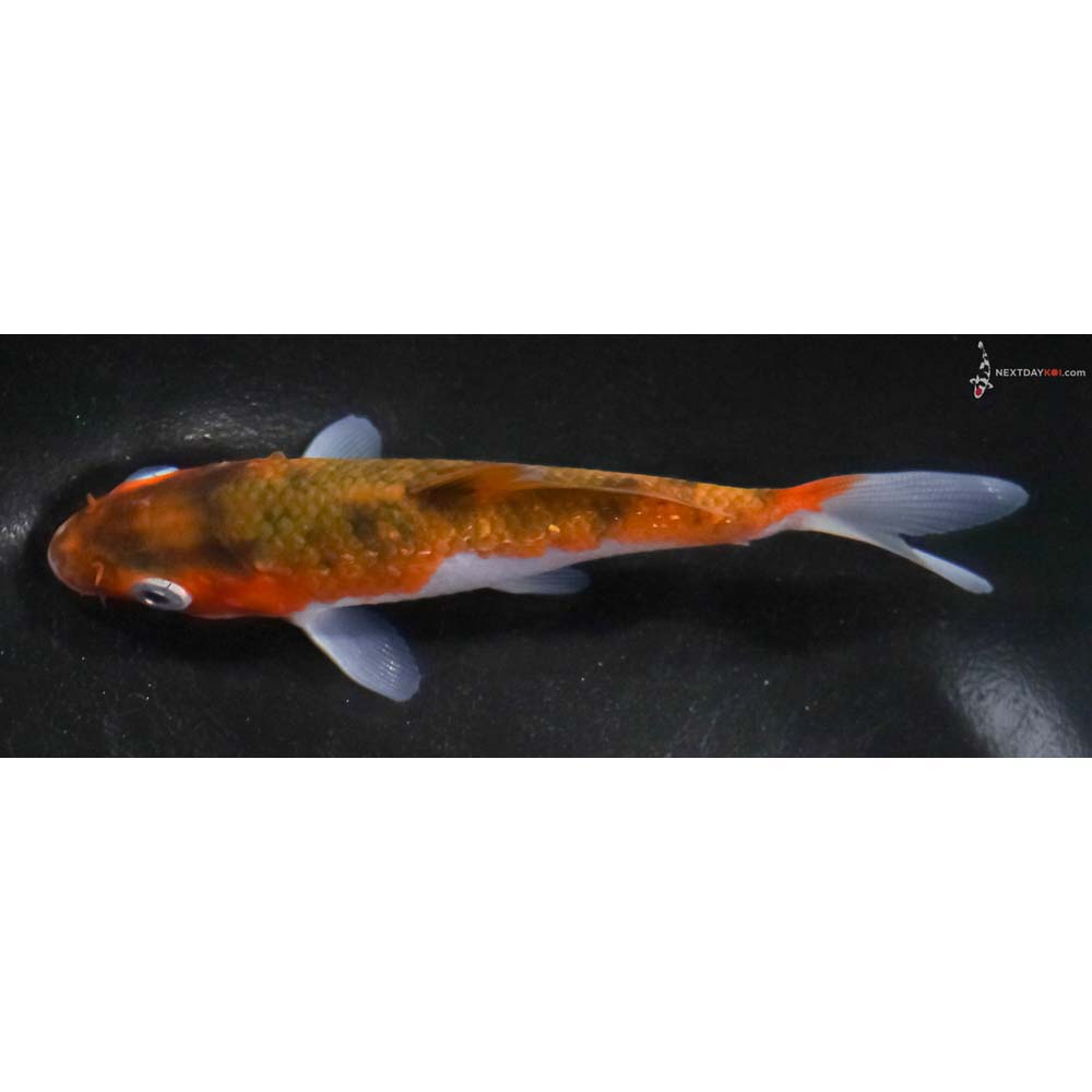 4.5” Imported Goromo