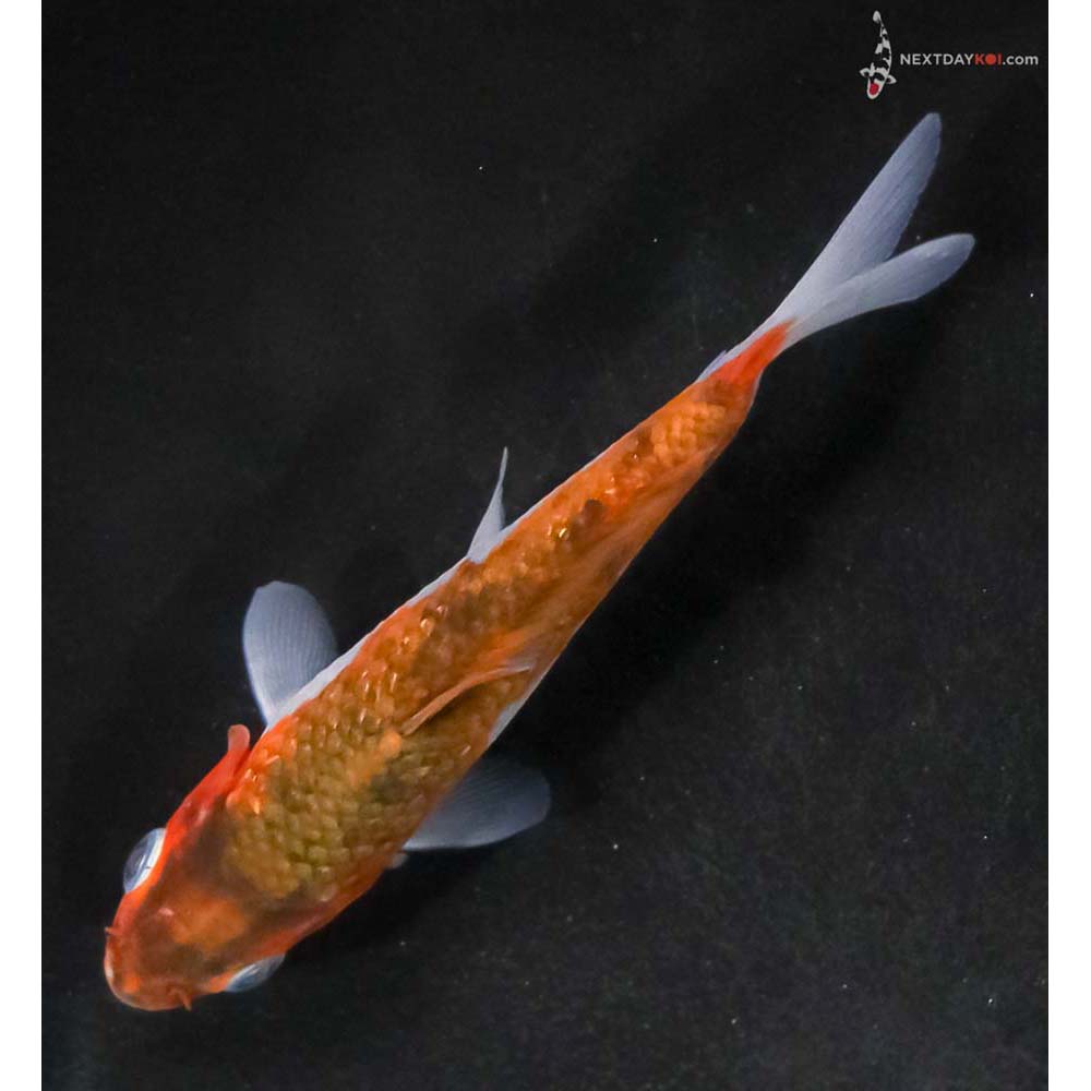 4.5” Imported Goromo