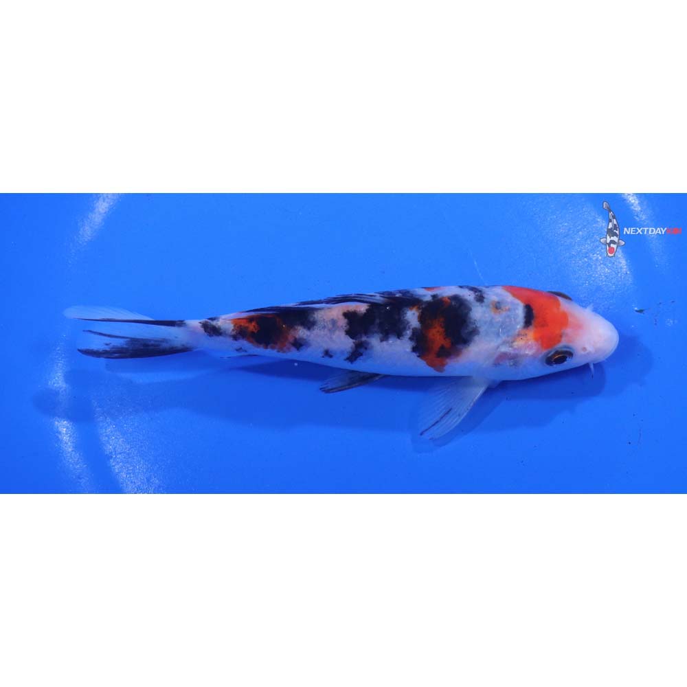 5.5” Imported Sanke