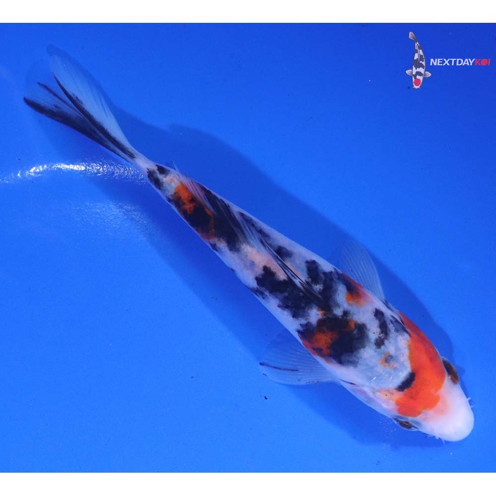 5.5” Imported Sanke