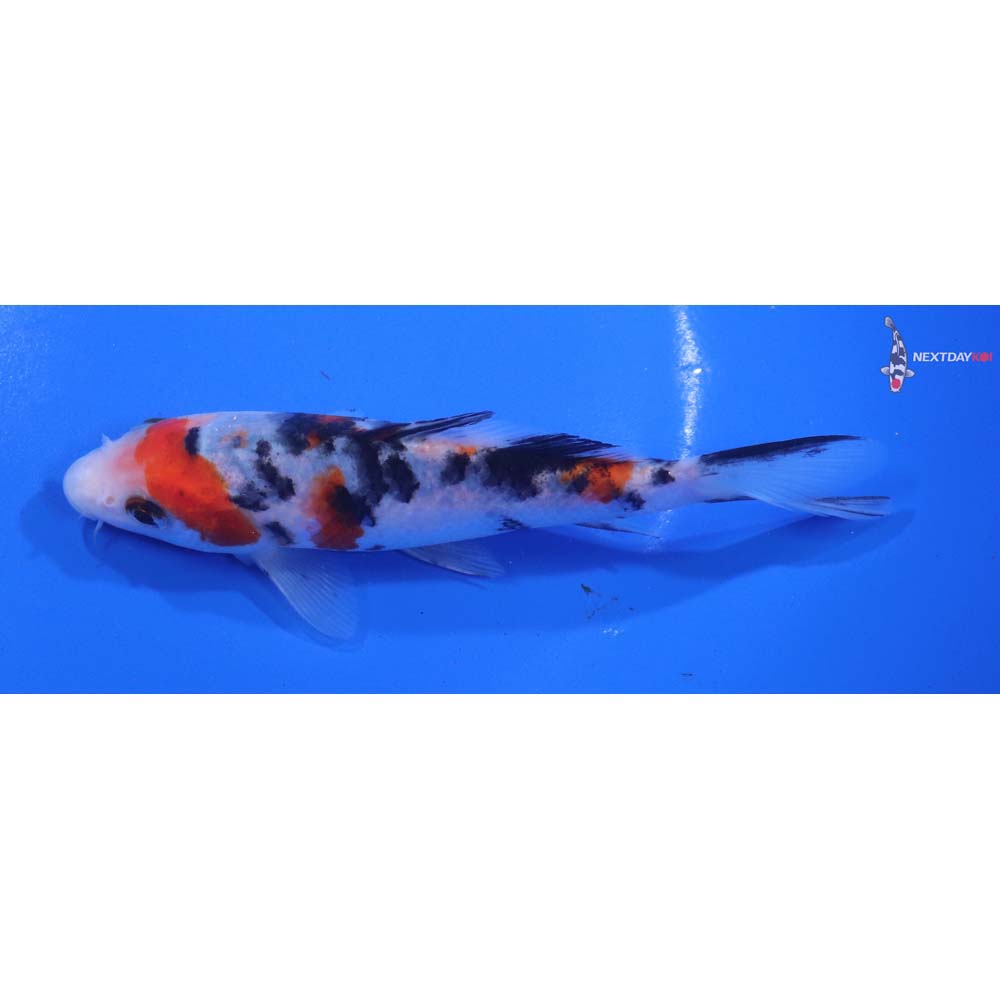 5.5” Imported Sanke