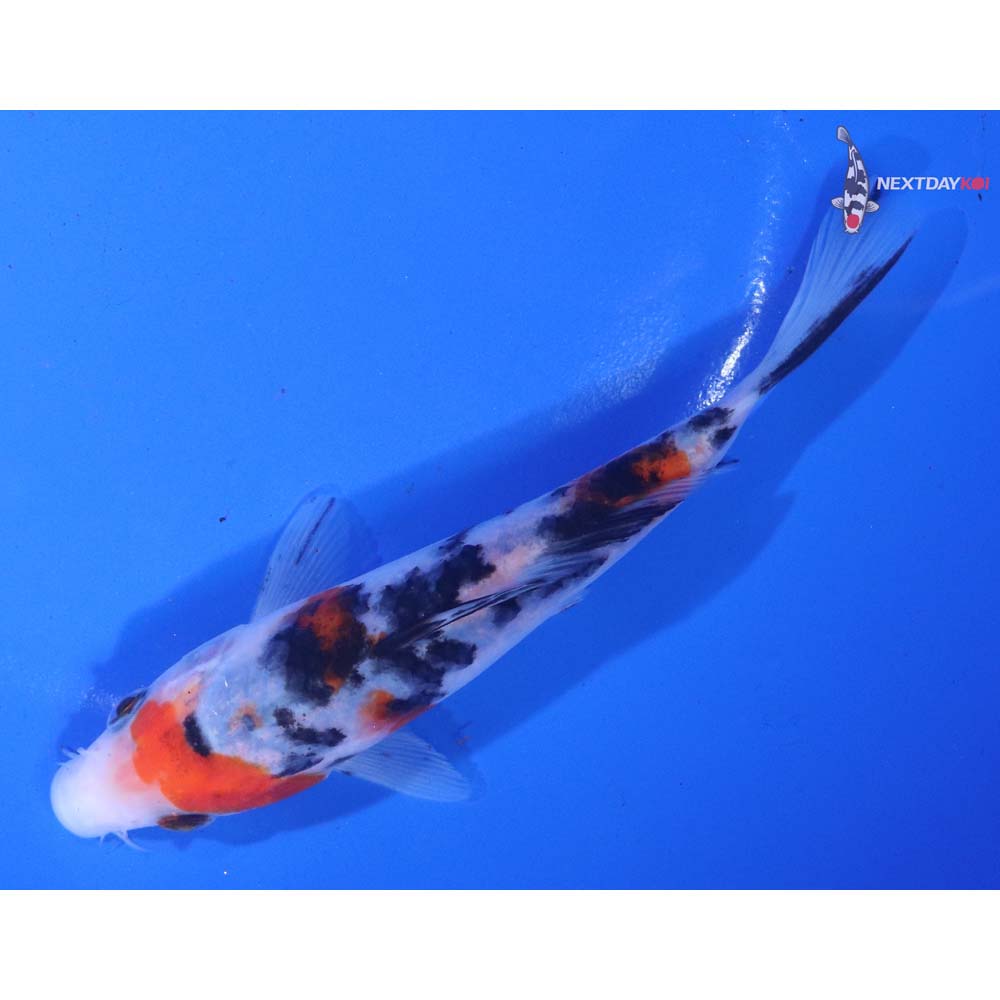 5.5” Imported Sanke