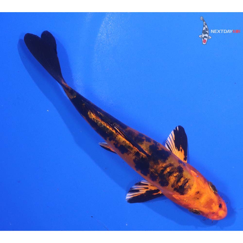 5.5” Imported Doitsu Kin Aka Bekko