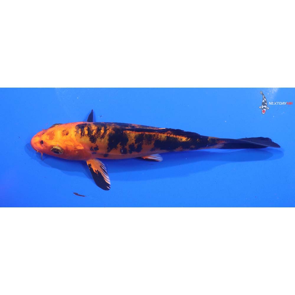 5.5” Imported Doitsu Kin Aka Bekko