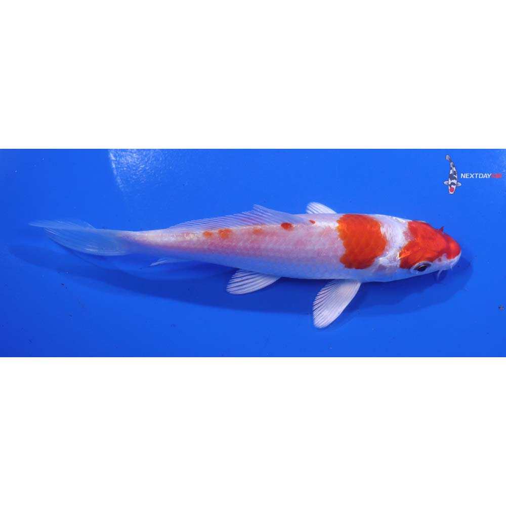 5.5” Imported Hariwake