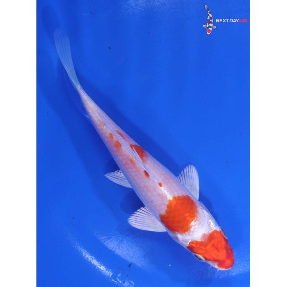 5.5” Imported Hariwake