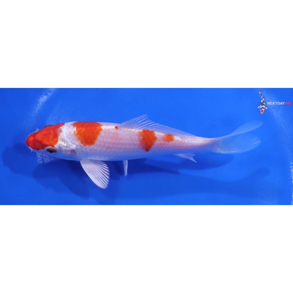 5.5” Imported Hariwake