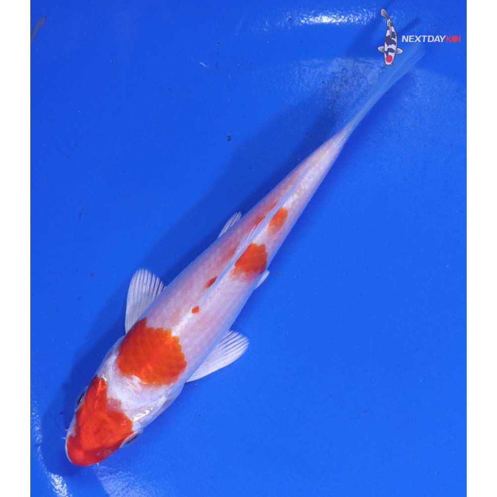 5.5” Imported Hariwake