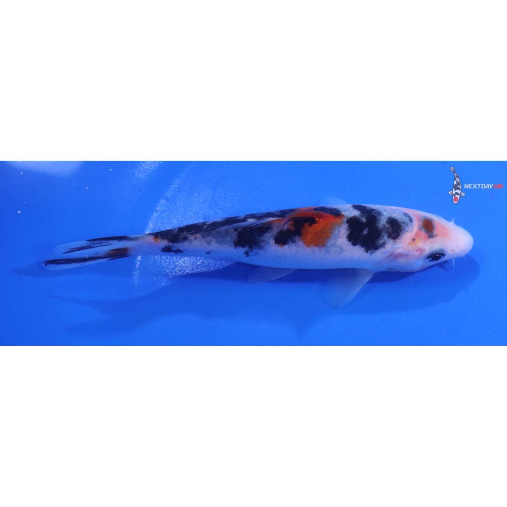 5.5” Imported Sanke