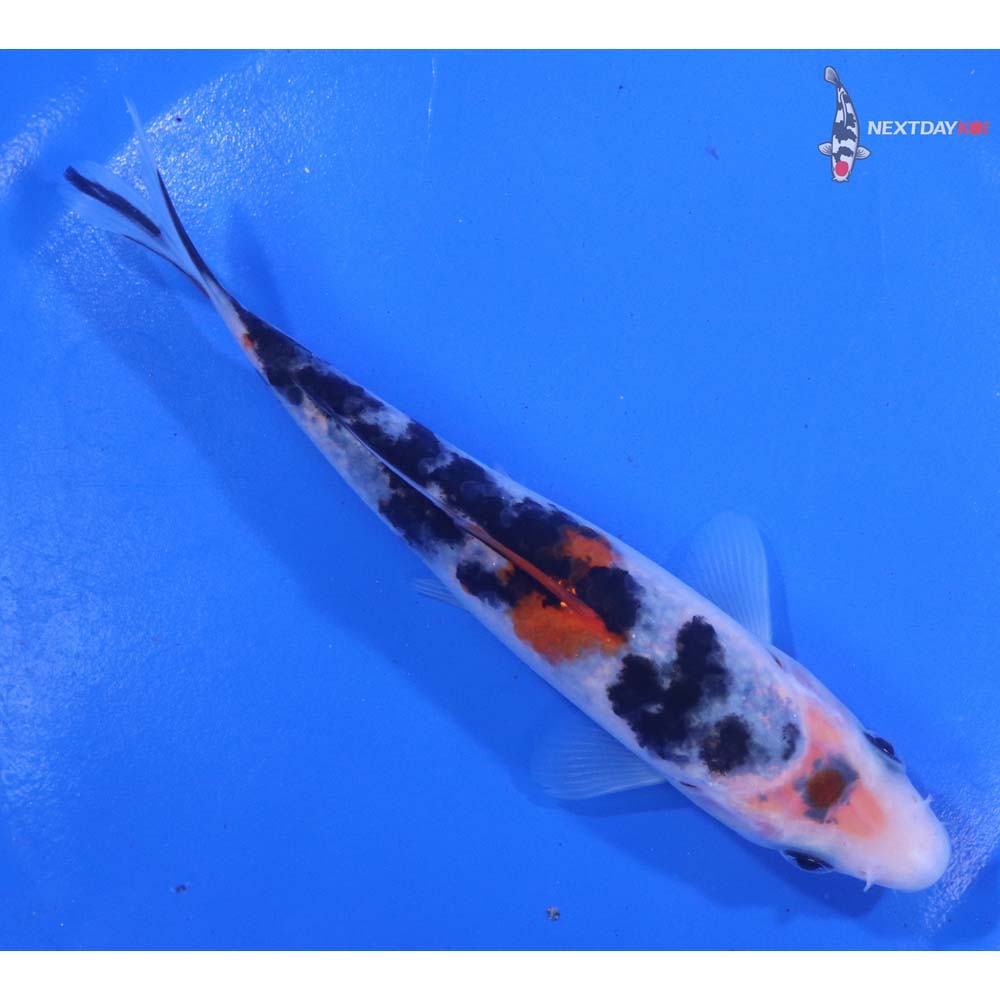 5.5” Imported Sanke