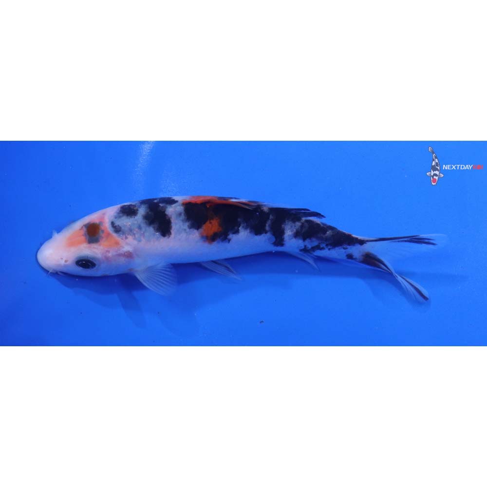 5.5” Imported Sanke