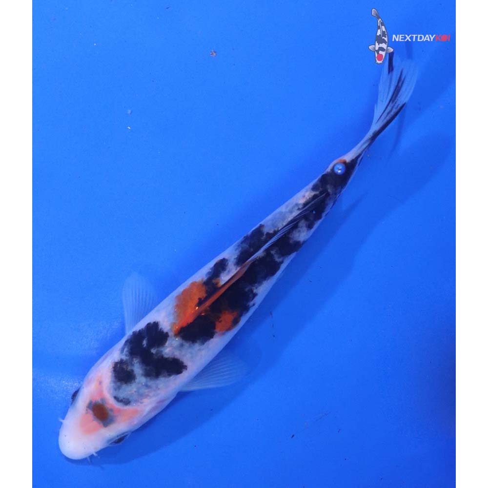 5.5” Imported Sanke