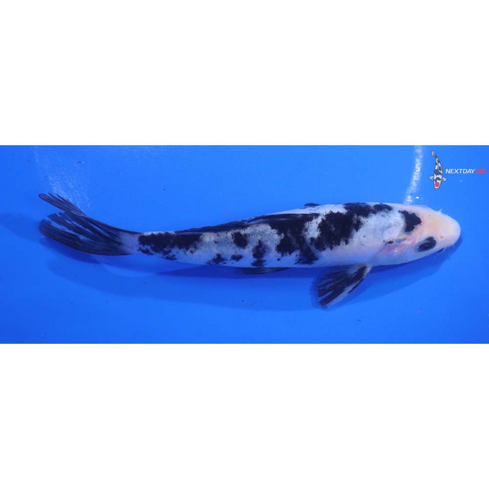 6” Imported Shiro Bekko
