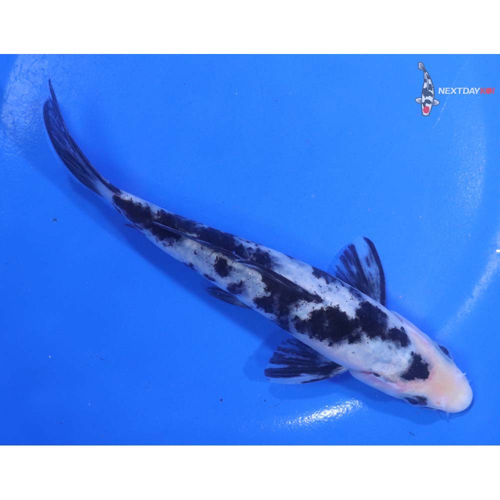 6” Imported Shiro Bekko