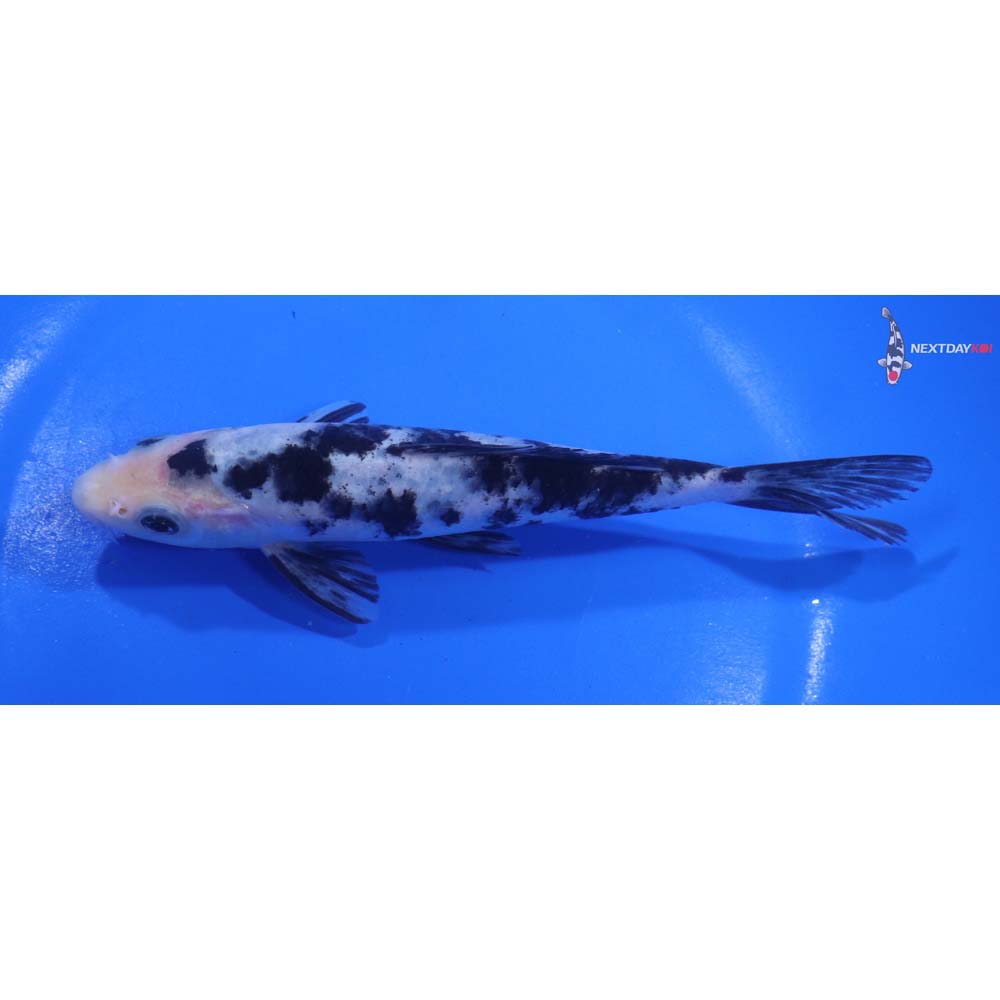 6” Imported Shiro Bekko