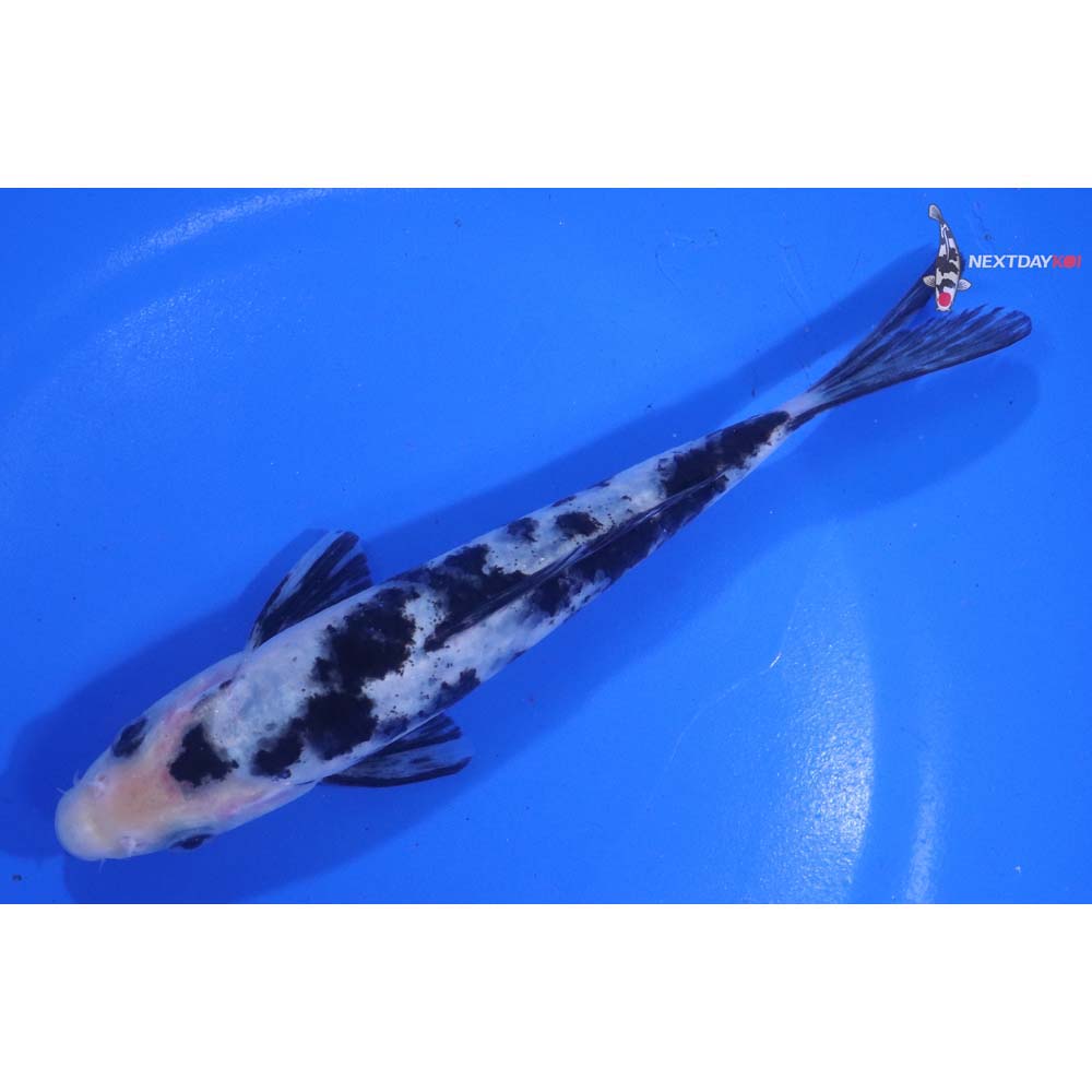 6” Imported Shiro Bekko