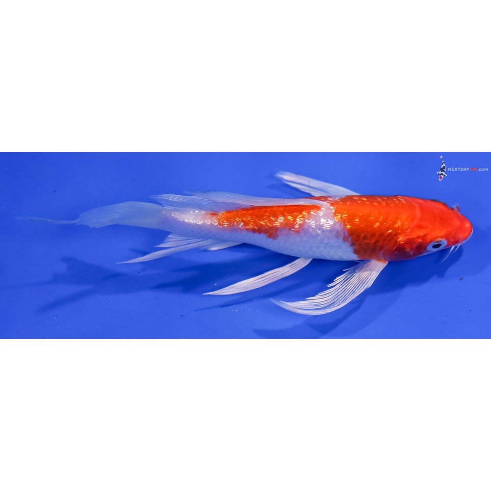 5.5” Imported Gin Rin Hariwake Butterfly Koi