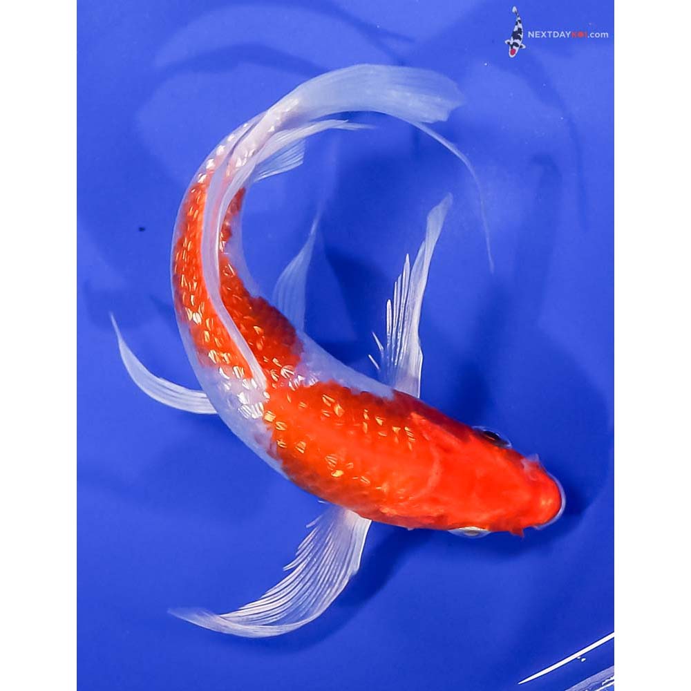 5.5” Imported Gin Rin Hariwake Butterfly Koi