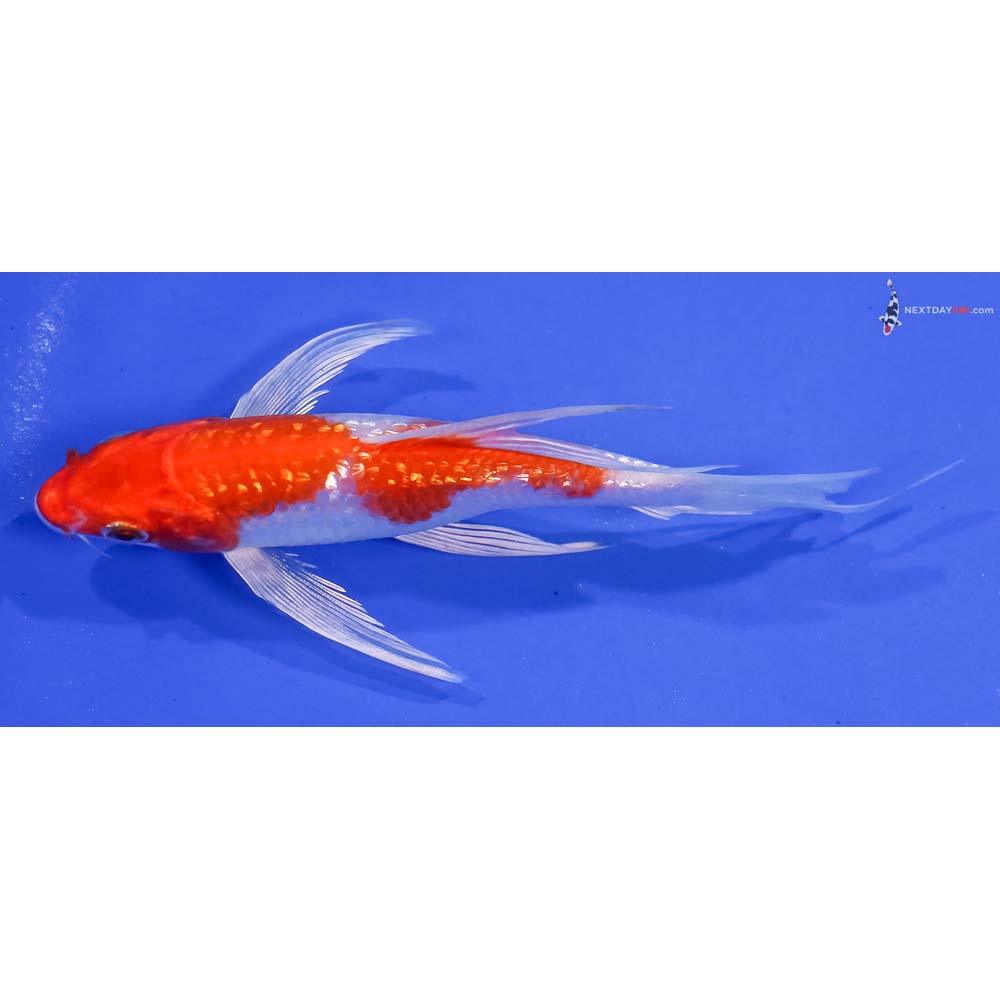 5.5” Imported Gin Rin Hariwake Butterfly Koi
