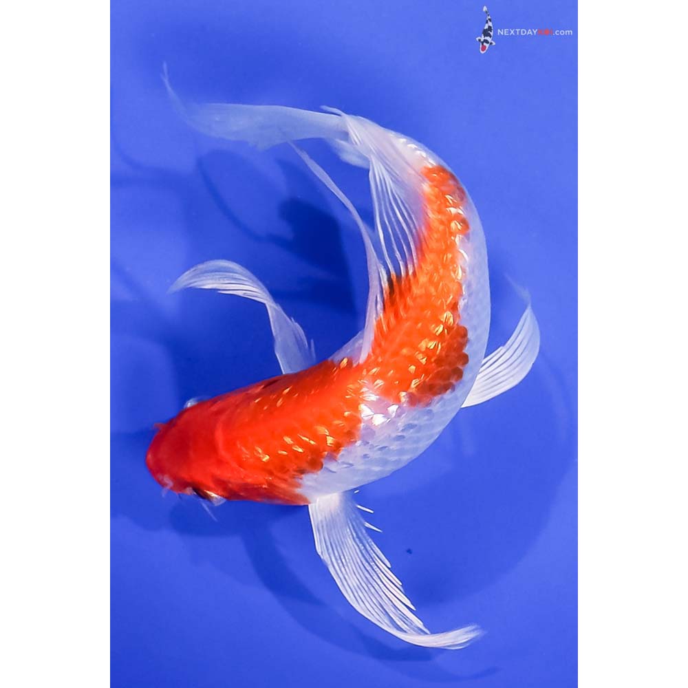 5.5” Imported Gin Rin Hariwake Butterfly Koi