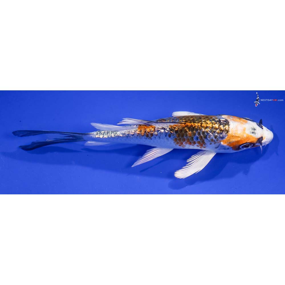 5.5” Imported Gin Rin Kujaku Butterfly Koi