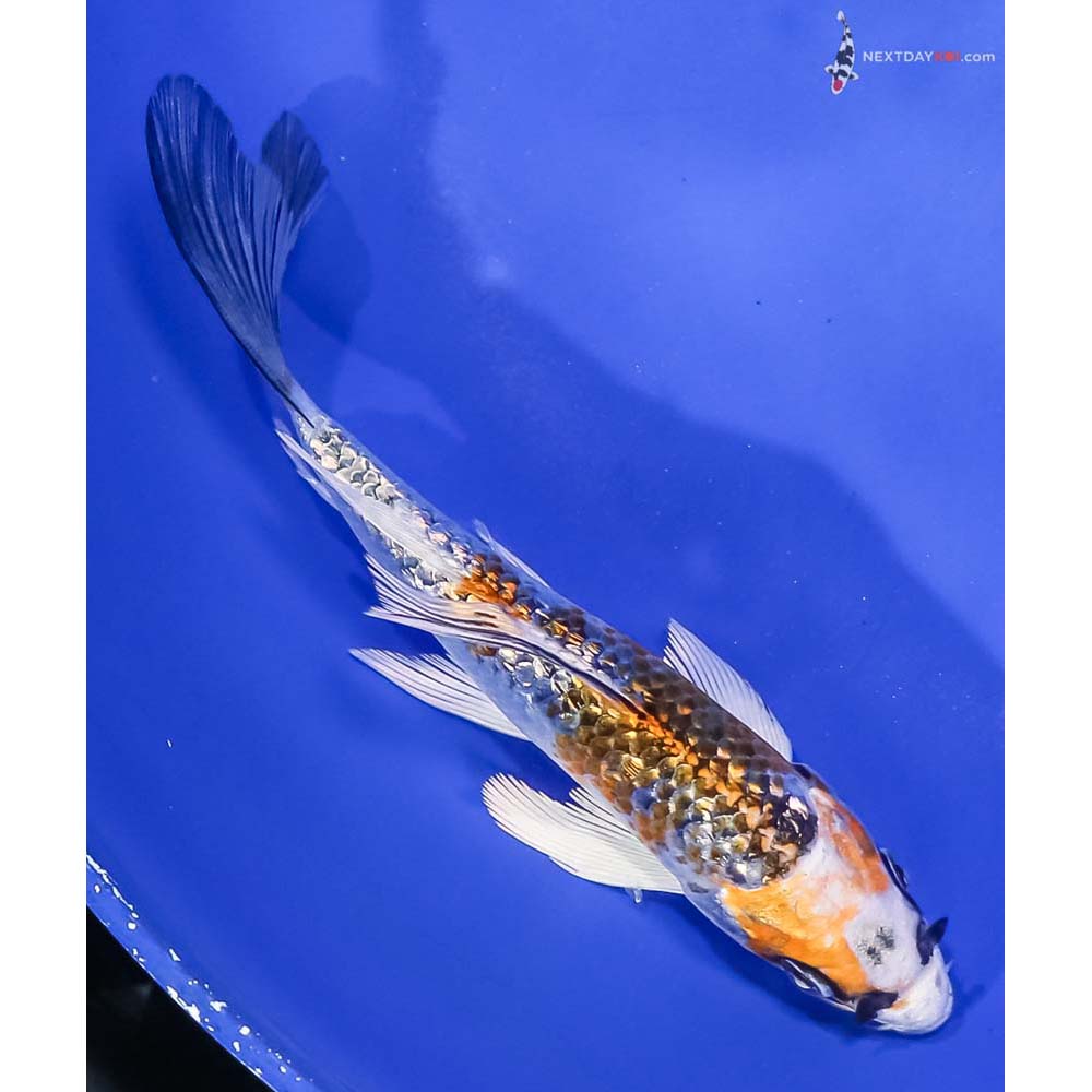 5.5” Imported Gin Rin Kujaku Butterfly Koi