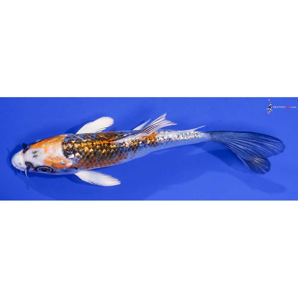 5.5” Imported Gin Rin Kujaku Butterfly Koi