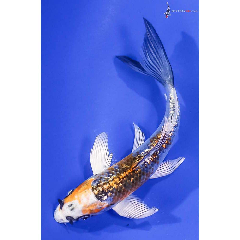 5.5” Imported Gin Rin Kujaku Butterfly Koi