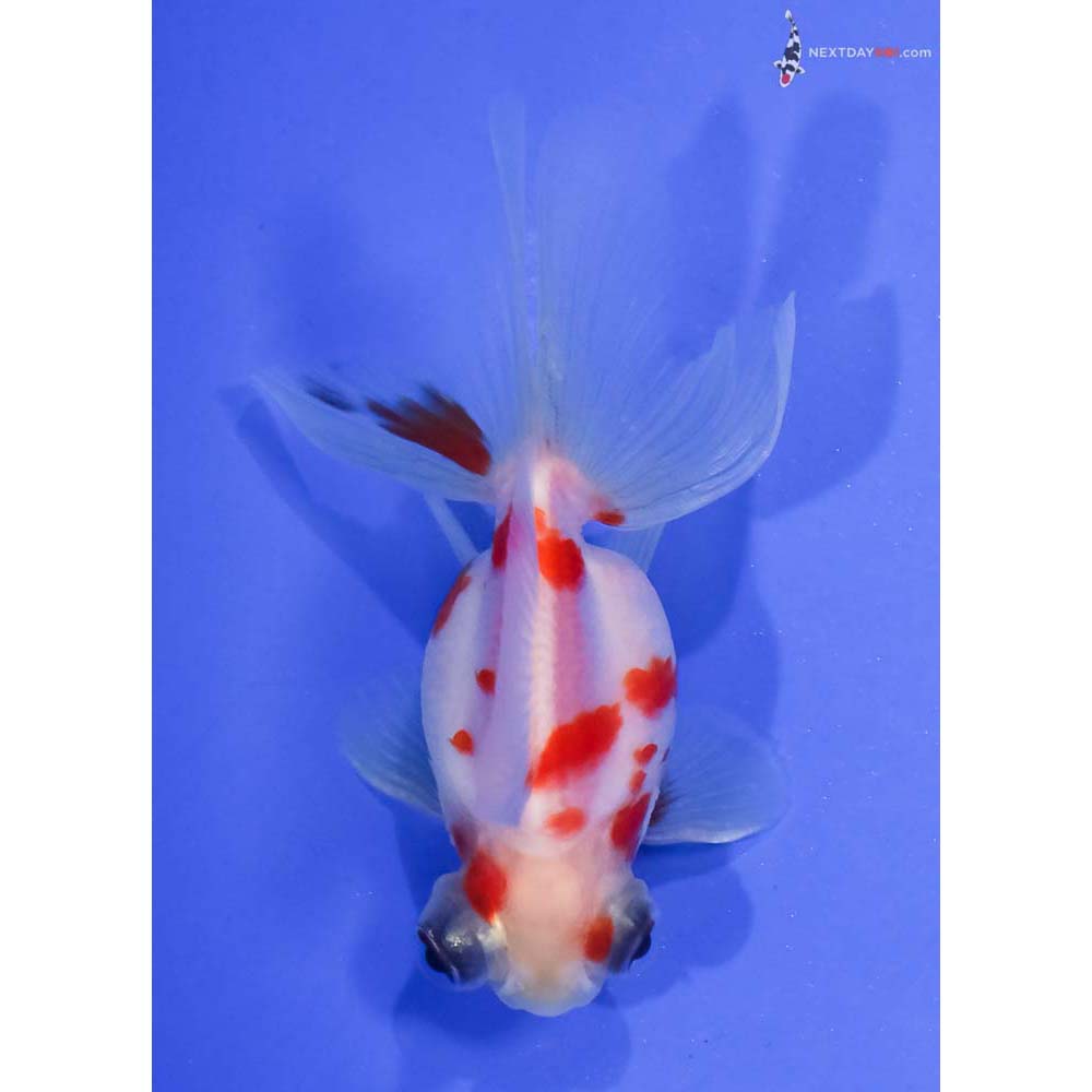 3” Imported Male Red and White Telescope Fantail