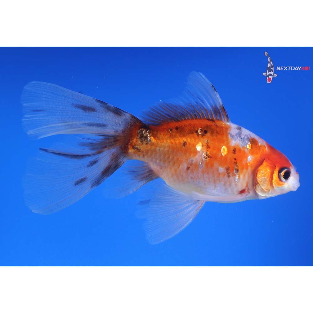 5” Imported Male Bristol Shubunkin