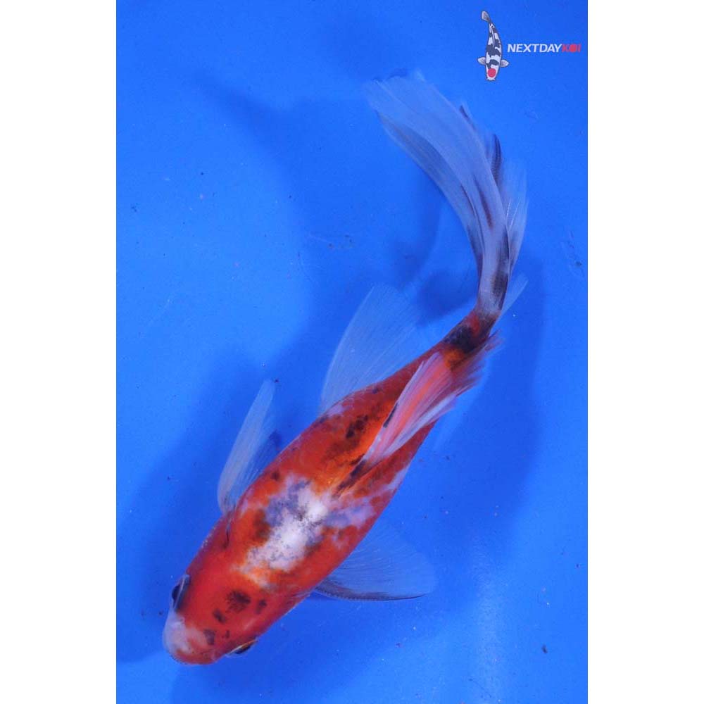 5” Imported Male Bristol Shubunkin